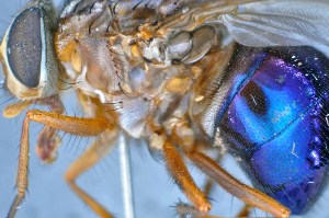  (Mesembrinella umbrosa - TLW338)  @12 [ ] Copyright (2015) Terry Whitworth Department of Entomology, Washington State University