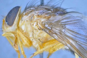  ( - TLW339)  @11 [ ] Copyright (2015) Terry Whitworth Department of Entomology, Washington State University