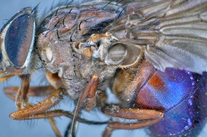  ( - TLW340)  @11 [ ] Copyright (2015) Terry Whitworth Department of Entomology, Washington State University