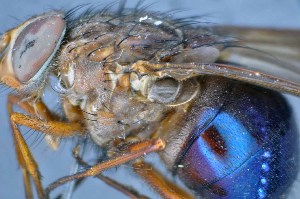  ( - TLW341)  @12 [ ] Copyright (2015) Terry Whitworth Department of Entomology, Washington State University