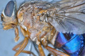  ( - TLW342)  @12 [ ] Copyright (2015) Terry Whitworth Department of Entomology, Washington State University
