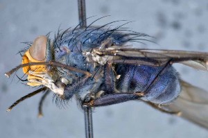  ( - TLW345)  @11 [ ] Copyright (2015) Terry Whitworth Department of Entomology, Washington State University