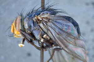  ( - TLW346)  @12 [ ] Copyright (2015) Terry Whitworth Department of Entomology, Washington State University