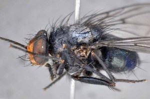  ( - TLW352)  @11 [ ] Copyright (2015) Terry Whitworth Department of Entomology, Washington State University