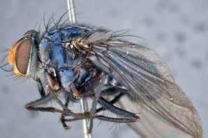  ( - TLW353)  @11 [ ] Copyright (2015) Terry Whitworth Department of Entomology, Washington State University