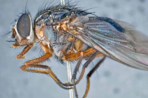  ( - TLW355)  @13 [ ] Copyright (2015) Terry Whitworth Department of Entomology, Washington State University