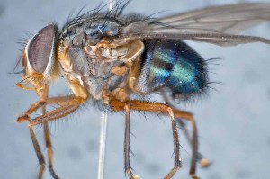  ( - TLW356)  @13 [ ] Copyright (2015) Terry Whitworth Department of Entomology, Washington State University