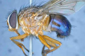  ( - TLW357)  @13 [ ] Copyright (2015) Terry Whitworth Department of Entomology, Washington State University