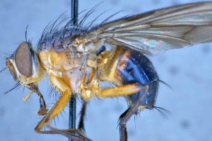  (Mesembrinella sp. 1TW - TLW359)  @11 [ ] Copyright (2015) Terry Whitworth Department of Entomology, Washington State University