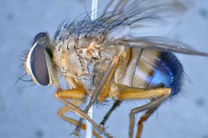  ( - TLW360)  @13 [ ] Copyright (2015) Terry Whitworth Department of Entomology, Washington State University