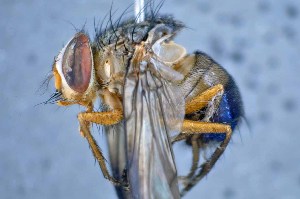  ( - TLW361)  @12 [ ] Copyright (2015) Terry Whitworth Department of Entomology, Washington State University