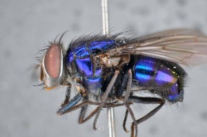  (Lucilia woodi - TLW367)  @14 [ ] Copyright (2015) Terry Whitworth Department of Entomology, Washington State University
