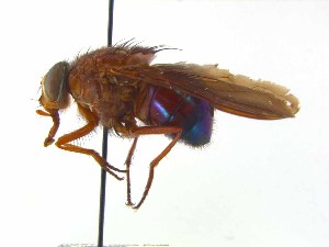  ( - TLW370)  @11 [ ] Copyright (2015) J.E. O`Hara Canadian National Collection of Insects