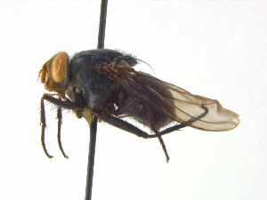  ( - TLW373)  @11 [ ] Copyright (2015) J.E. O`Hara Canadian National Collection of Insects