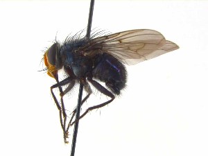  (Mesembrinella spicata - TLW374)  @13 [ ] Copyright (2015) J.E. O`Hara Canadian National Collection of Insects