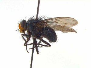  (Mesembrinella Tsp 3 - TLW375)  @11 [ ] Copyright (2015) J.E. O`Hara Canadian National Collection of Insects