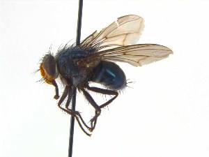  ( - TLW376)  @11 [ ] Copyright (2015) J.E. O`Hara Canadian National Collection of Insects