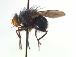  (Mesembrinella mexicana - TLW377)  @11 [ ] Copyright (2015) J.E. O`Hara Canadian National Collection of Insects