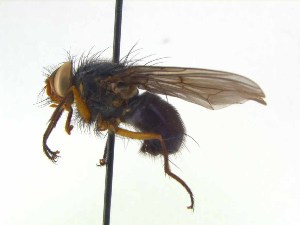  ( - TLW378)  @11 [ ] Copyright (2015) J.E. O`Hara Canadian National Collection of Insects