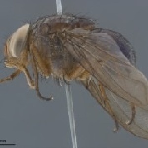  (Mesembrinella peregrina - TLW388)  @11 [ ] Copyright (2011) Terry Whitworth Washington State University