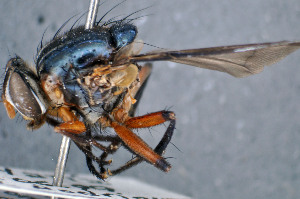  (Mesembrinella purpurata - TLW401)  @11 [ ] Copyright (2011) Terry Whitworth Washington State University