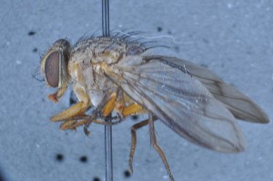  (Mesembrinella semihyalina - TLW432)  @11 [ ] Copyright (2011) Terry Whitworth Washington State University