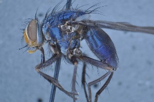  (Mesembrinella bullata - TLW438)  @11 [ ] Copyright (2011) Terry Whitworth Washington State University