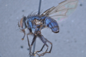  (Mesembrinella sp. 15TW - TLW448)  @11 [ ] Copyright (2011) Terry Whitworth Washington State University