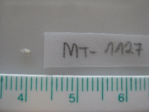  (Monocorophium sextonae - MT01127)  @13 [ ] CreativeCommons - Attribution Non-Commercial Share-Alike (2011) Michael Raupach DZMB