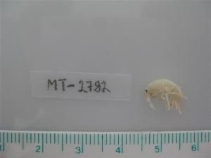  (Gammarus crinicornis - MT02782)  @13 [ ] CreativeCommons - Attribution Non-Commercial Share-Alike (2011) Michael Raupach DZMB / Senckenberg am Meer