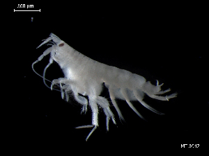  (Bathyporeia elegans - MT03942)  @13 [ ] CreativeCommons - Attribution Non-Commercial Share-Alike (2014) Unspecified Deutsce Zentrum fuer Marine Biodiversitaetsforschung