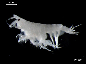  (Bathyporeia pelagica - MT03943)  @13 [ ] CreativeCommons - Attribution Non-Commercial Share-Alike (2014) Unspecified Deutsce Zentrum fuer Marine Biodiversitaetsforschung