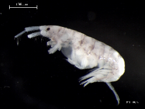  ( - MT03973)  @13 [ ] CreativeCommons - Attribution Non-Commercial Share-Alike (2014) Unspecified Deutsce Zentrum fuer Marine Biodiversitaetsforschung
