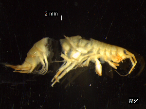  ( - BNSB0057)  @11 [ ] CreativeCommons  Attribution
Non-Commercial Share-Alike (2022) Wiebke Stamerjohanns German Centre for Marine Biodiversity Research, Senckenberg am Meer