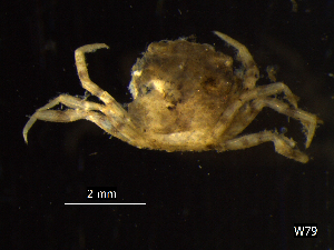  ( - BNSB0021)  @11 [ ] CreativeCommons  Attribution
Non-Commercial Share-Alike (2022) Wiebke Stamerjohanns German Centre for Marine Biodiversity Research, Senckenberg am Meer