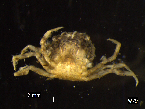  ( - BNSB0021)  @11 [ ] CreativeCommons  Attribution
Non-Commercial Share-Alike (2022) Wiebke Stamerjohanns German Centre for Marine Biodiversity Research, Senckenberg am Meer