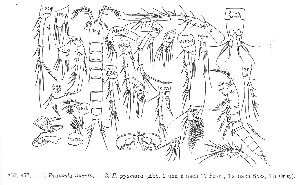  (Evansula pygmaea - MT09843)  @11 [ ] Copyright (1975) Otto Koeltz Science Publisher Otto Koeltz Science Publisher