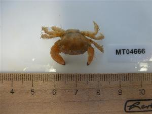  ( - MT04666)  @12 [ ] CreativeCommons - Attribution Non-Commercial Share-Alike (2014) Unspecified Deutsches Zentrum fuer Marine Biodiversitaetsforschung