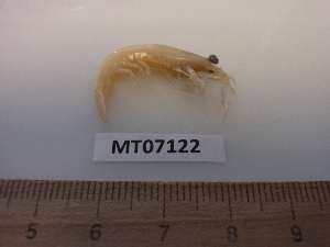  ( - MT07122)  @12 [ ] CreativeCommons - Attribution Non-Commercial Share-Alike (2014) Unspecified Deutsches Zentrum fuer Marine Biodiversitaetsforschung