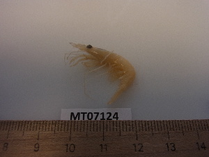  ( - MT07124)  @12 [ ] CreativeCommons - Attribution Non-Commercial Share-Alike (2014) Unspecified Deutsches Zentrum fuer Marine Biodiversitaetsforschung