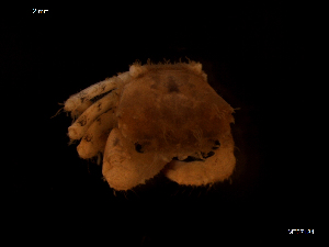  ( - MT07134)  @12 [ ] CreativeCommons - Attribution Non-Commercial Share-Alike (2014) Unspecified Deutsches Zentrum fuer Marine Biodiversitaetsforschung