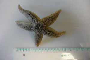  ( - MT00206)  @13 [ ] CreativeCommons - Attribution Non-Commercial Share-Alike (2011) Silke Laakmann DZMB