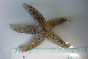  ( - MT00215)  @13 [ ] CreativeCommons - Attribution Non-Commercial Share-Alike (2011) Silke Laakmann DZMB