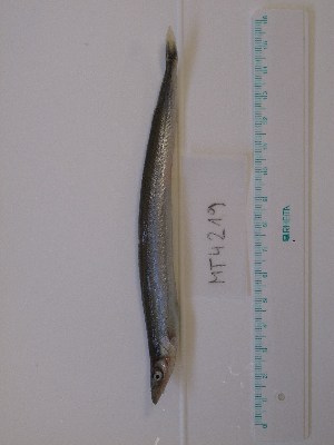  ( - MT04219)  @12 [ ] Unspecified (default): All Rights Reserved (2013) Thomas Knebelsberger Deutsches Zentrum fuer Marine Biodiversitaetsforschung