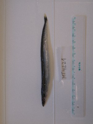  ( - MT04221)  @12 [ ] Unspecified (default): All Rights Reserved (2013) Thomas Knebelsberger Deutsches Zentrum fuer Marine Biodiversitaetsforschung