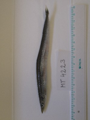  ( - MT04223)  @12 [ ] Unspecified (default): All Rights Reserved (2013) Thomas Knebelsberger Deutsches Zentrum fuer Marine Biodiversitaetsforschung