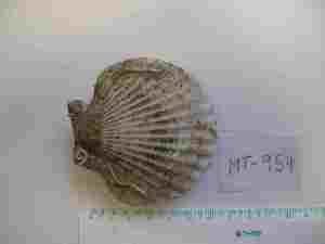  (Aequipecten opercularis - MT00954)  @12 [ ] CreativeCommons - Attribution Non-Commercial Share-Alike (2011) Thomas Knebelsberger DZMB