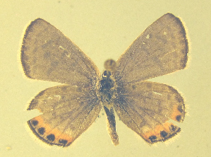  ( - CSU-CPG-LEP-1775)  @13 [ ] CreativeCommons - Attribution Share-Alike (2012) Paul A. Opler Colorado State University, C.P. Gillette Museum of Arthropod Diversity