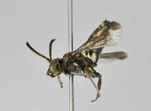  (Nomada argapa - B1397-A03)  @14 [ ] CreativeCommons - Attribution Non-Commercial Share-Alike (2010) Packer Collection at York University York University