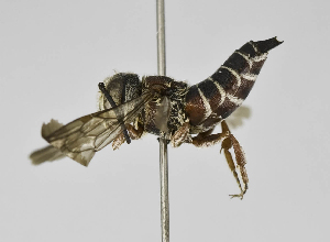  (Coelioxys sp. 1 - B1397-B03)  @13 [ ] CreativeCommons - Attribution Non-Commercial Share-Alike (2010) Packer Collection at York University York University